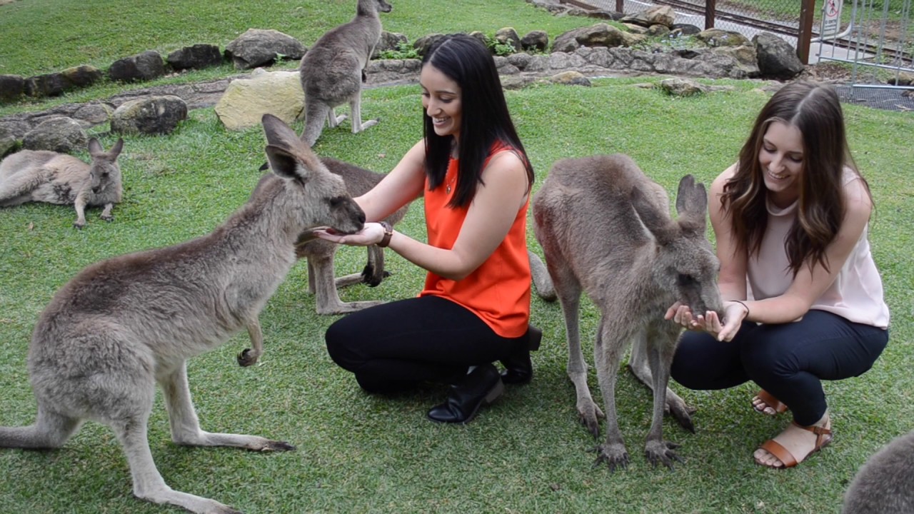 địa điểm ngắm Kangaroo hoang dã ở Úc - Currumbin