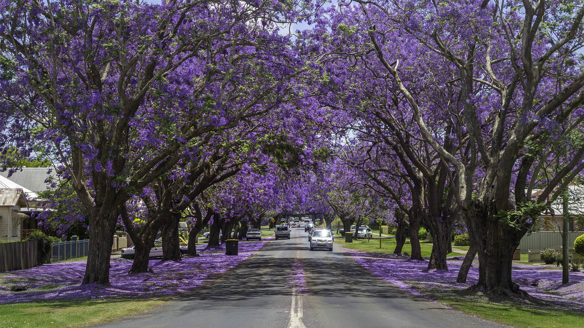 du lịch úc - địa điểm ngắm phượng tím jacaranda