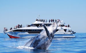 Brisbane Whale Watching, Brisbane, QLD