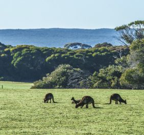 Hanson Bay Wildlife Sanctuary